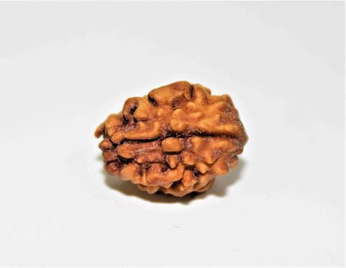 Natural 2 Mukhi Rudraksha (Himalaya origin) - Himalaya Rudraksha Anusandhan Kendra