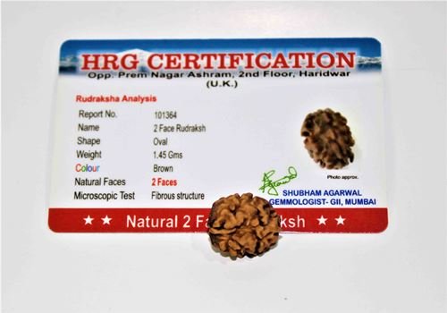 Natural 2 Mukhi Rudraksha (Himalaya origin) - Himalaya Rudraksha Anusandhan Kendra