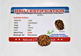 Natural 2 Mukhi Rudraksha (Himalaya origin) - Himalaya Rudraksha Anusandhan Kendra