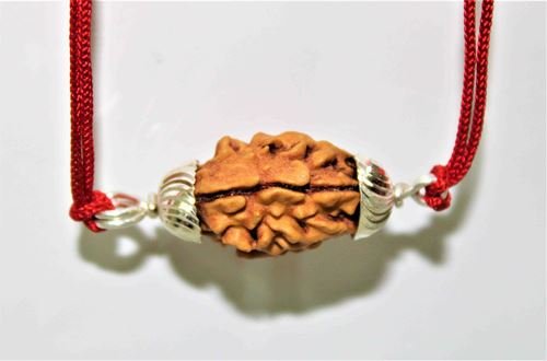 Natural 2 Mukhi Rudraksha (Himalaya origin) - Himalaya Rudraksha Anusandhan Kendra