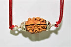 Natural 2 Mukhi Rudraksha (Himalaya origin) - Himalaya Rudraksha Anusandhan Kendra