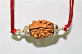 Natural 2 Mukhi Rudraksha (Himalaya origin) - Himalaya Rudraksha Anusandhan Kendra