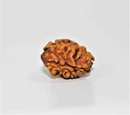 Natural 2 Mukhi Rudraksha (Himalaya origin) - Himalaya Rudraksha Anusandhan Kendra