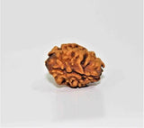Natural 2 Mukhi Rudraksha (Himalaya origin) - Himalaya Rudraksha Anusandhan Kendra