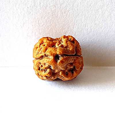 Natural 2 Mukhi Rudraksha (Nepal Origin - Collector Size) - Himalaya Rudraksha Anusandhan Kendra
