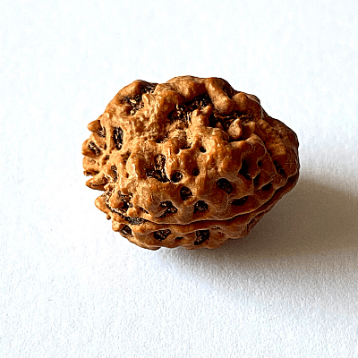 Natural 2 Mukhi Rudraksha (Nepal Origin - Collector Size) - Himalaya Rudraksha Anusandhan Kendra
