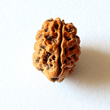 Natural 2 Mukhi Rudraksha (Nepal Origin - small size) - Himalaya Rudraksha Anusandhan Kendra