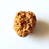 Natural 2 Mukhi Rudraksha (Nepal Origin - small size) - Himalaya Rudraksha Anusandhan Kendra