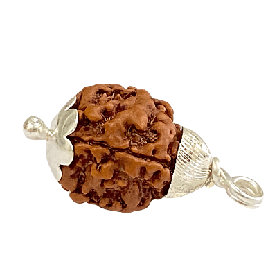 Natural 3 Mukhi/Face Rudraksha (Nepal Origin) - Himalaya Rudraksha Anusandhan Kendra