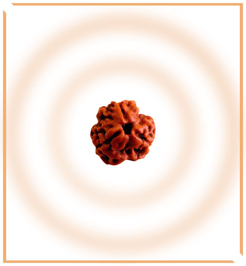 Natural 3 Mukhi/Face Rudraksha (Nepal Origin) - Himalaya Rudraksha Anusandhan Kendra
