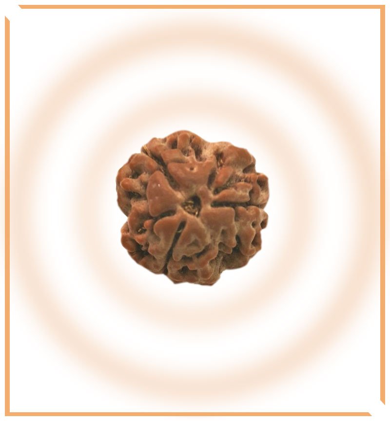 Natural 3 Mukhi/Face Rudraksha (Nepal Origin) - Himalaya Rudraksha Anusandhan Kendra