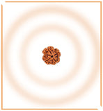 Natural 4 Mukhi/Face Rudraksha (Nepal Origin) - Himalaya Rudraksha Anusandhan Kendra