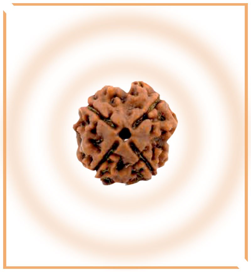 Natural 4 Mukhi/Face Rudraksha (Nepal Origin) - Himalaya Rudraksha Anusandhan Kendra