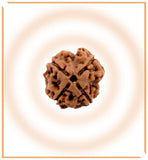 Natural 4 Mukhi/Face Rudraksha (Nepal Origin) - Himalaya Rudraksha Anusandhan Kendra