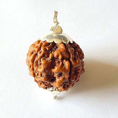 Natural 5 Mukhi Rudraksha (Nepal Origin - Collector Size) - Himalaya Rudraksha Anusandhan Kendra