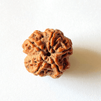 Natural 5 Mukhi Rudraksha (Nepal Origin - Collector Size) - Himalaya Rudraksha Anusandhan Kendra