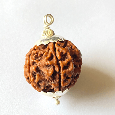 Natural 5 Mukhi Rudraksha (Nepal Origin - Collector Size) - Himalaya Rudraksha Anusandhan Kendra