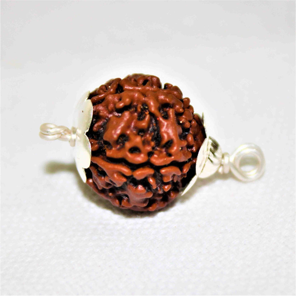 Natural 5 Mukhi/Face Rudraksha (Nepal Origin) - Himalaya Rudraksha Anusandhan Kendra
