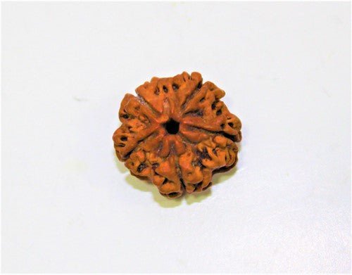 Natural 5 Mukhi/Face Rudraksha (Nepal Origin) - Himalaya Rudraksha Anusandhan Kendra