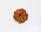 Natural 5 Mukhi/Face Rudraksha (Nepal Origin) - Himalaya Rudraksha Anusandhan Kendra