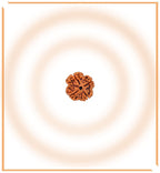 Natural 5 Mukhi/Face Rudraksha (Nepal Origin) - Himalaya Rudraksha Anusandhan Kendra