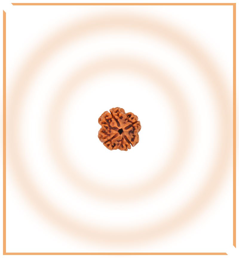 Natural 5 Mukhi/Face Rudraksha (Nepal Origin) - Himalaya Rudraksha Anusandhan Kendra