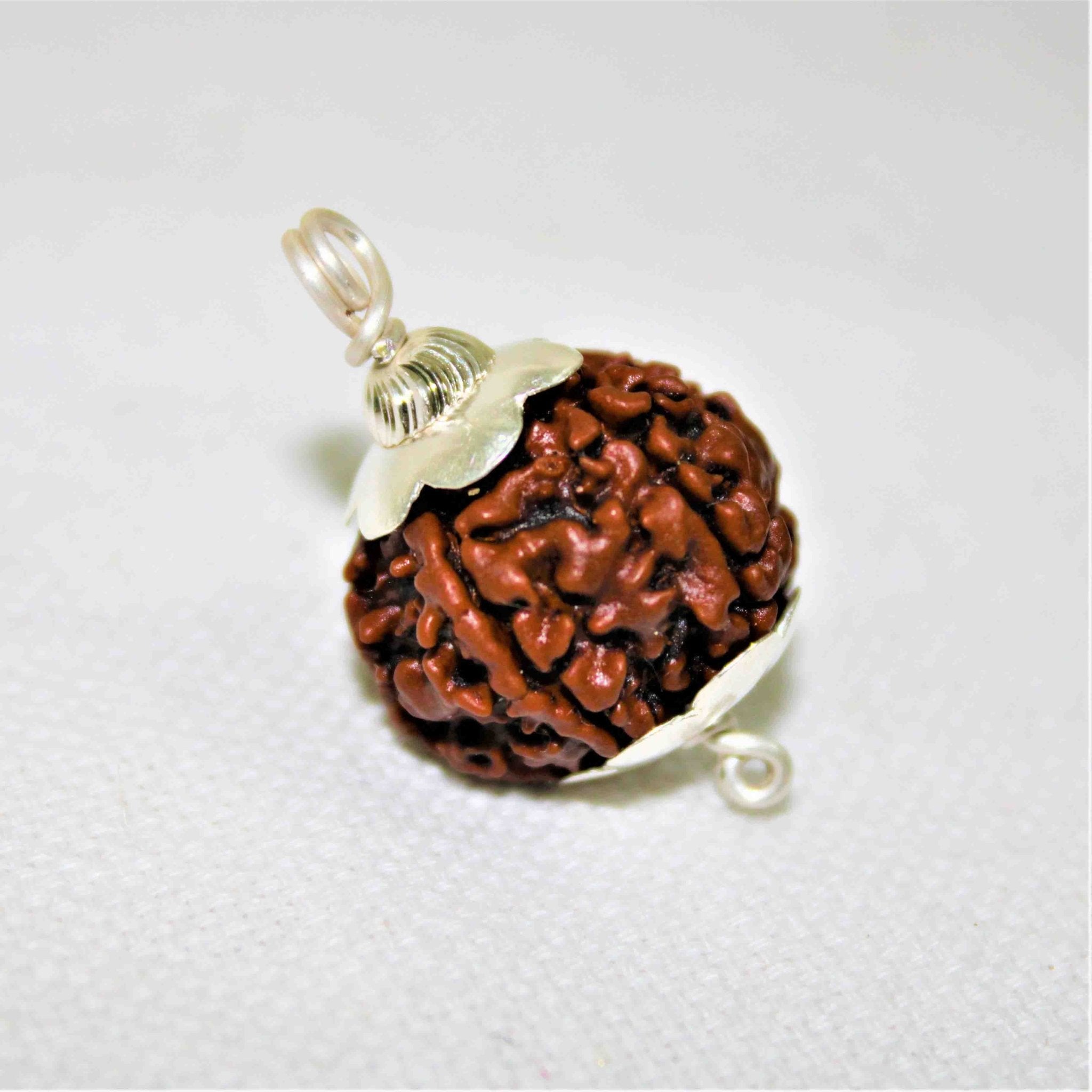 Natural 5 Mukhi/Face Rudraksha (Nepal Origin) - Himalaya Rudraksha Anusandhan Kendra