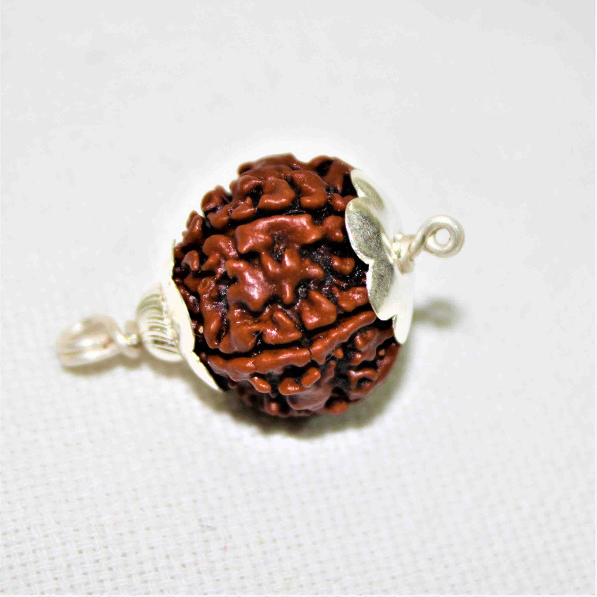 Natural 5 Mukhi/Face Rudraksha (Nepal Origin) - Himalaya Rudraksha Anusandhan Kendra