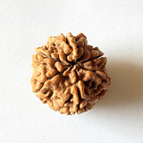 Natural 6 Mukhi Rudraksha (Nepal Origin - Collector Size) - Himalaya Rudraksha Anusandhan Kendra