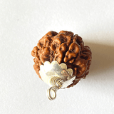 Natural 6 Mukhi Rudraksha (Nepal Origin - Collector Size) - Himalaya Rudraksha Anusandhan Kendra