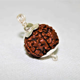 Natural 6 Mukhi/Face Rudraksha (Nepal Origin) - Himalaya Rudraksha Anusandhan Kendra