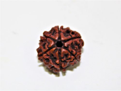 Natural 6 Mukhi/Face Rudraksha (Nepal Origin) - Himalaya Rudraksha Anusandhan Kendra