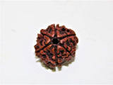 Natural 6 Mukhi/Face Rudraksha (Nepal Origin) - Himalaya Rudraksha Anusandhan Kendra