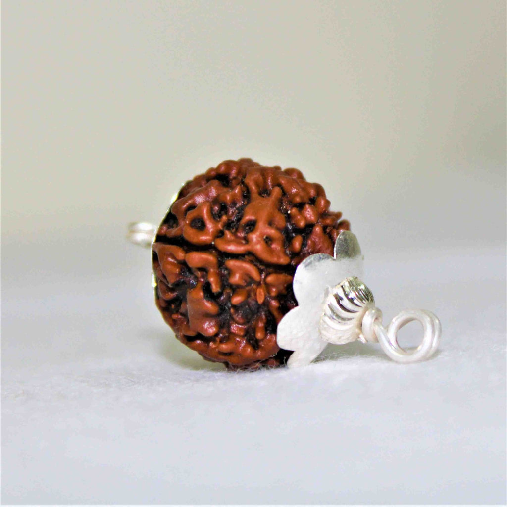 Natural 6 Mukhi/Face Rudraksha (Nepal Origin) - Himalaya Rudraksha Anusandhan Kendra