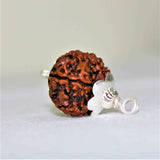 Natural 6 Mukhi/Face Rudraksha (Nepal Origin) - Himalaya Rudraksha Anusandhan Kendra