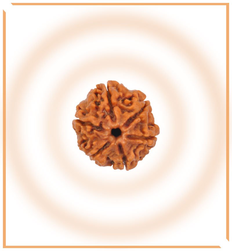 Natural 6 Mukhi/Face Rudraksha (Nepal Origin) - Himalaya Rudraksha Anusandhan Kendra