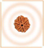 Natural 6 Mukhi/Face Rudraksha (Nepal Origin) - Himalaya Rudraksha Anusandhan Kendra