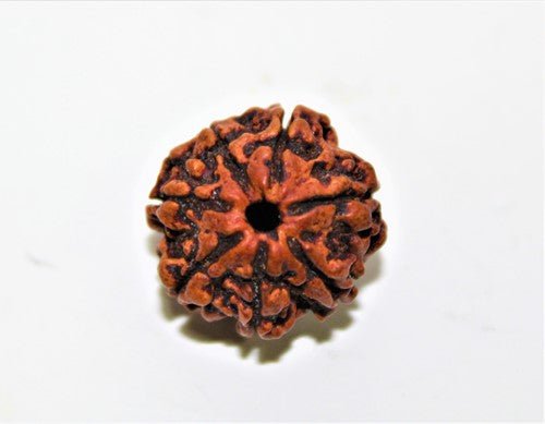 Natural 7 Mukhi Rudraksha (Nepal Origin - 19.00 mm) - Himalaya Rudraksha Anusandhan Kendra