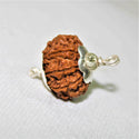 Natural 7 Mukhi Rudraksha (Nepal Origin - 19.00 mm) - Himalaya Rudraksha Anusandhan Kendra