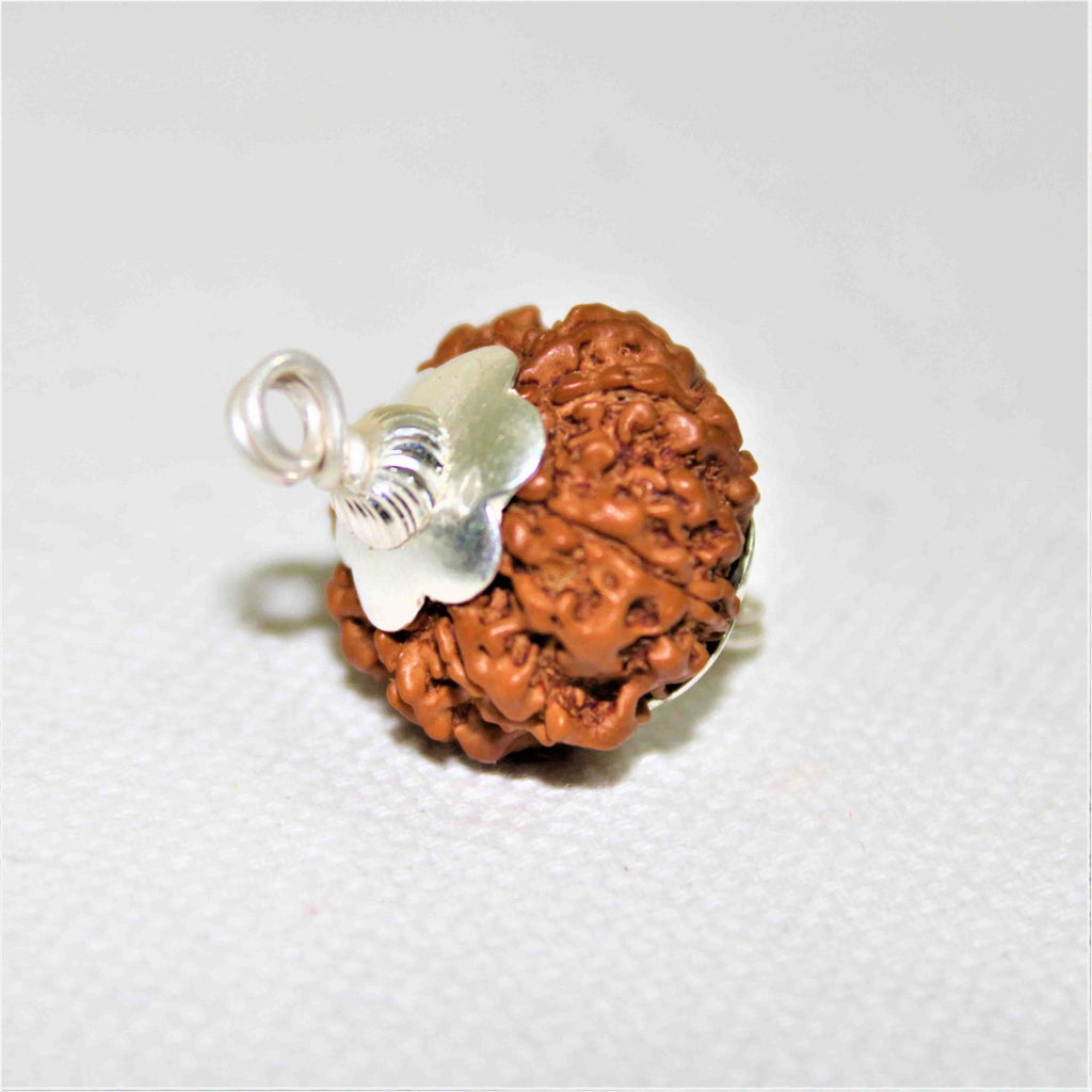 Natural 7 Mukhi Rudraksha (Nepal Origin - 19.00 mm) - Himalaya Rudraksha Anusandhan Kendra