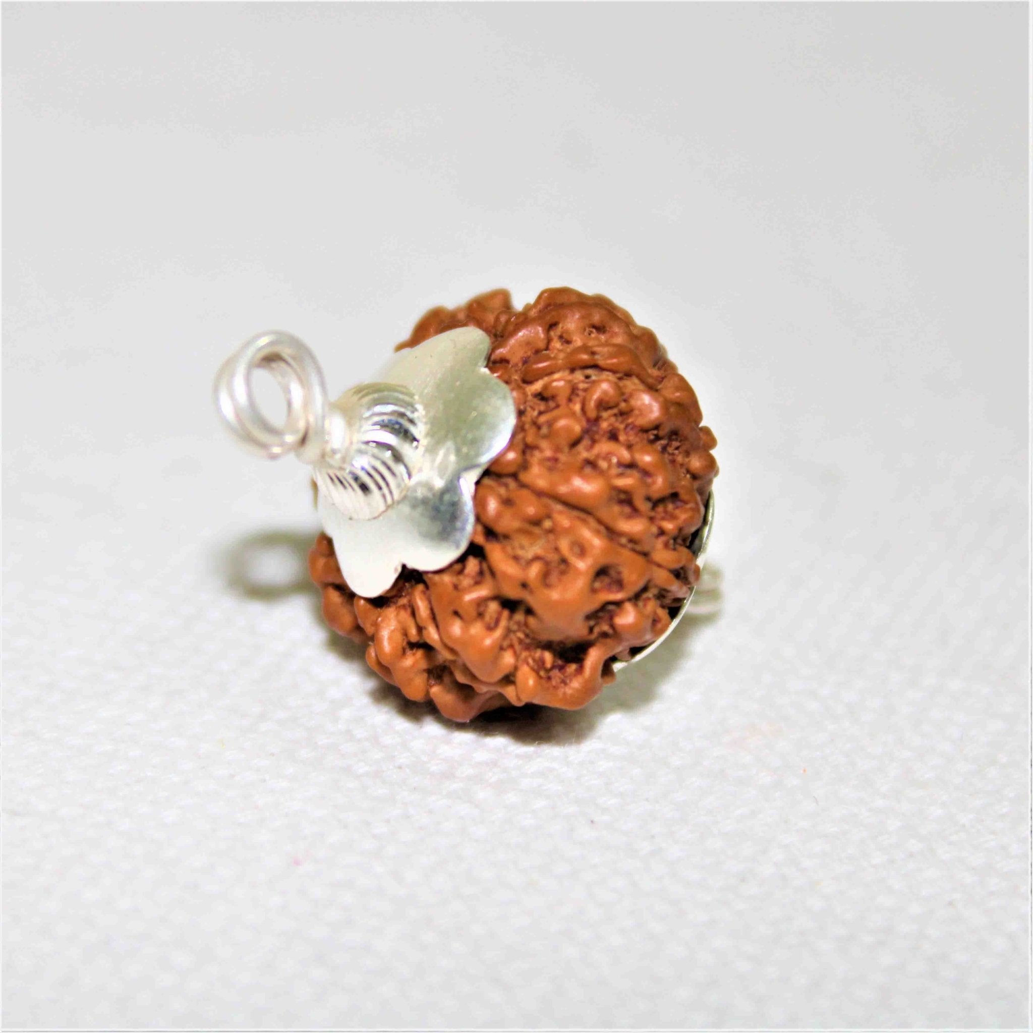 Natural 7 Mukhi Rudraksha (Nepal Origin - 19.00 mm) - Himalaya Rudraksha Anusandhan Kendra