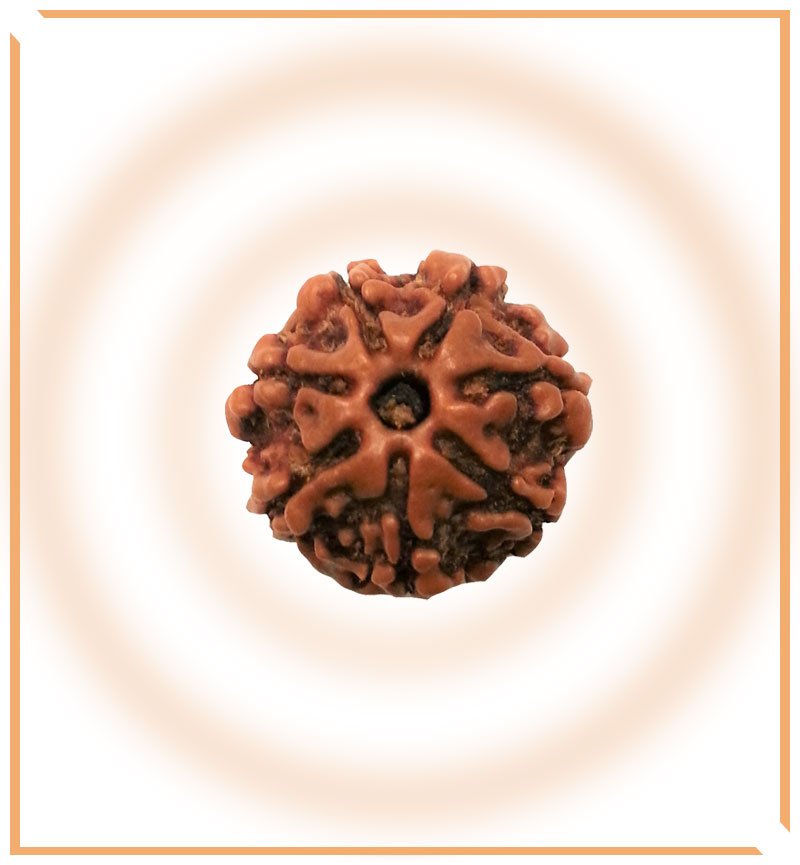 Natural 7 Mukhi Rudraksha (Nepal Origin - 19.00 mm) - Himalaya Rudraksha Anusandhan Kendra