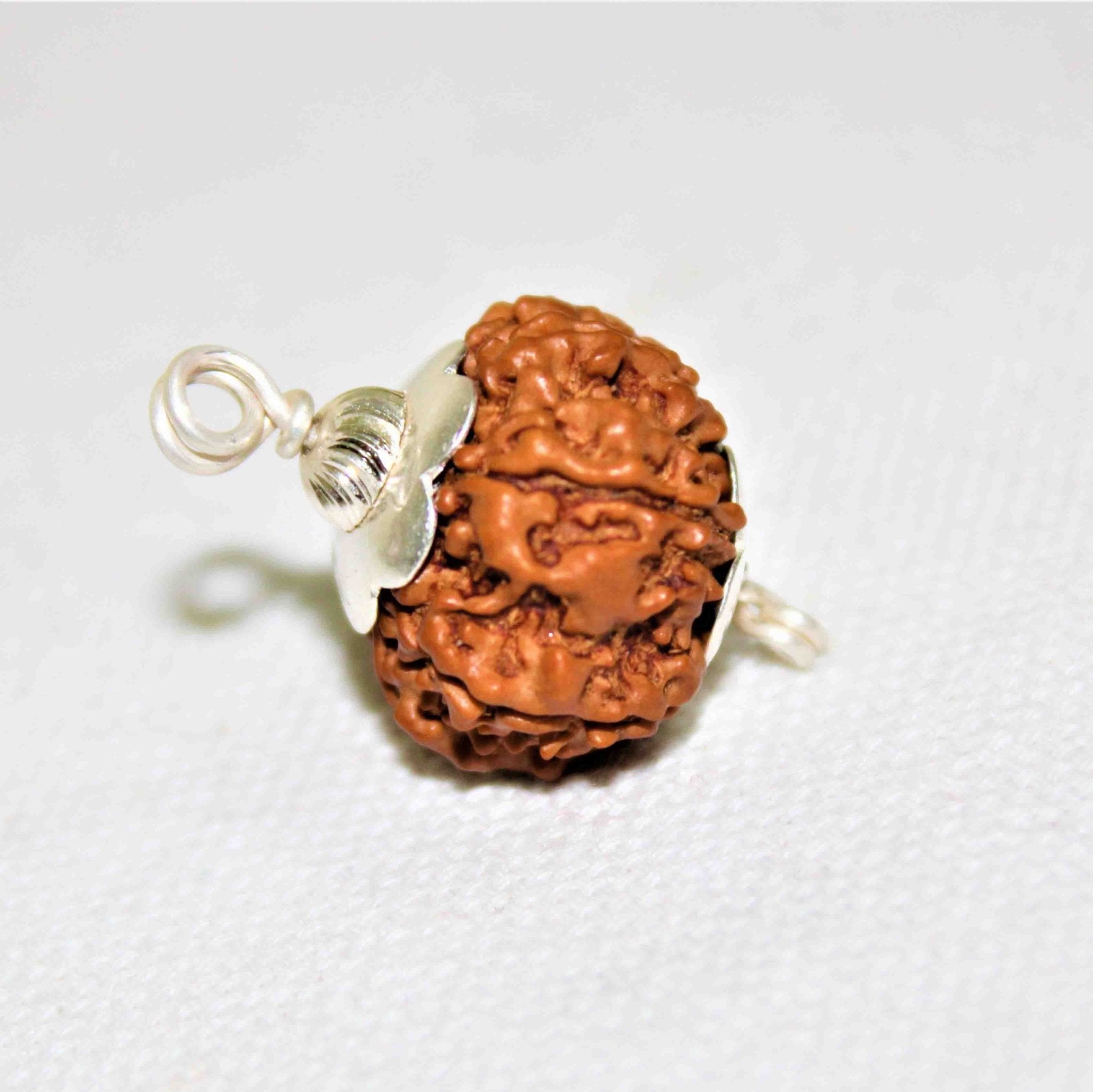 Natural 7 Mukhi Rudraksha (Nepal Origin - 19.00 mm) - Himalaya Rudraksha Anusandhan Kendra