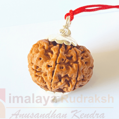 Natural 7 Mukhi Rudraksha (Nepal Origin - 25.00 MM ) - Himalaya Rudraksha Anusandhan Kendra