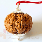 Natural 7 Mukhi Rudraksha (Nepal Origin - 25.00 MM ) - Himalaya Rudraksha Anusandhan Kendra