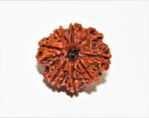 Natural 8 Mukhi/Face Rudraksha (Nepal Origin) - Himalaya Rudraksha Anusandhan Kendra