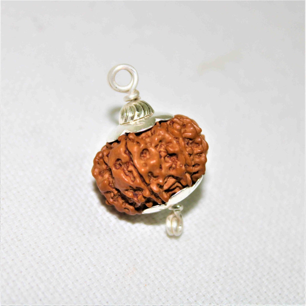 Natural 8 Mukhi/Face Rudraksha (Nepal Origin) - Himalaya Rudraksha Anusandhan Kendra
