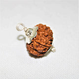 Natural 8 Mukhi/Face Rudraksha (Nepal Origin) - Himalaya Rudraksha Anusandhan Kendra