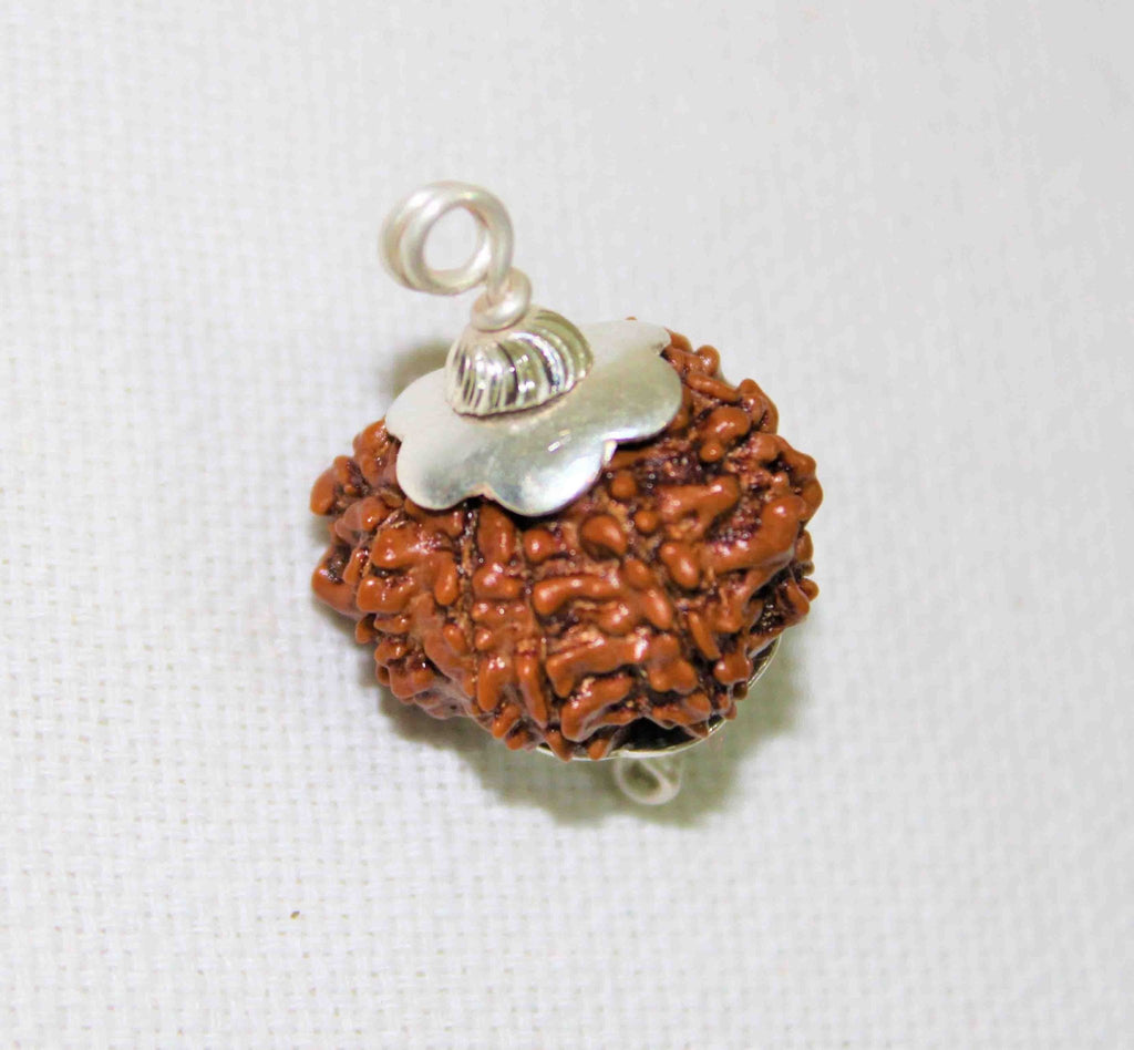 Natural 9 Mukhi Rudraksha (Nepal Origin - Super Collector Size) - Himalaya Rudraksha Anusandhan Kendra