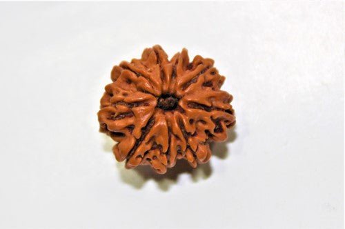 Natural 9 Mukhi/Face Rudraksha (Nepal Origin) - Himalaya Rudraksha Anusandhan Kendra